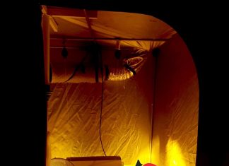 Giugliano (Napoli), coltivazione di marijuana in casa: in cella coppia di conviventi