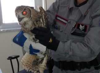 Ercolano (Napoli), sequestrato esemplare di gufo reale indiano: nei guai titolare di un negozio