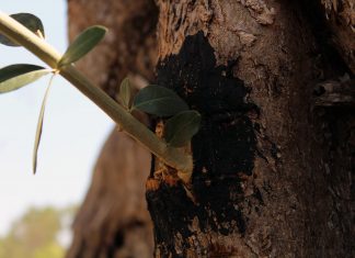 Puglia, Unaprol: 120 mln euro danni maltempo agli uliveti