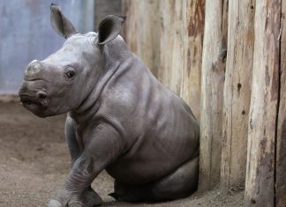 Creati in Italia embrioni rinoceronte bianco: sfida all’estinzione