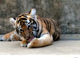 Animali, Wwf: il miracolo di Saikhan, cucciolo tigre sopravvissuto a bracconiere