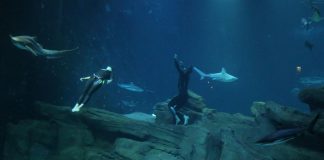 "Shark - Il primo squalo"