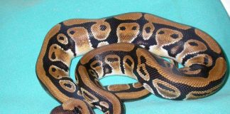 Trovato un pitone di due metri