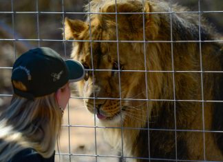 Ambiente, il Wwf lancia l’allarme: il leone è a rischio, solo 20mila esemplari in Africa