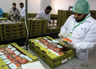 Australia, trovati aghi in fragole anche in Nuova Zelanda