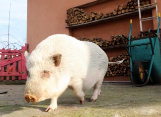 Battistoni avverte: “Sulla peste suina africana Grillo intervenga velocemente”