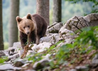 Canada, orso bruno nei pressi del Parlamento: Ottawa nel panico