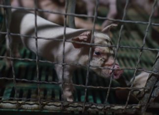 Dazi, Cina vuole chiedere al Wto permesso per sanzioni contro Usa