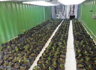 Nuoro, scoperta coltivazione di cannabis con 3mila piante: 2 arresti