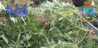 Marijuana sequestrata