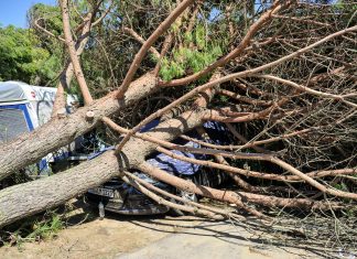 Maltempo, Veneto Agricoltura: danni alle foreste nel Veronese