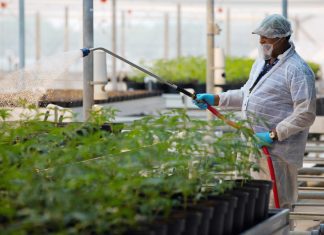 Cannabis, Soldo: Canada legalizza, Montecitorio discuta nostra legge