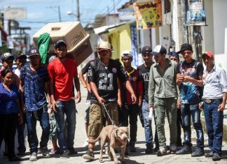 Carovana migranti, Bolillo: il ‘cane-mascotte’ partito dall’Honduras