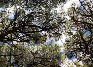 La Toscana in testa al Rapporto della Fao sulle foreste