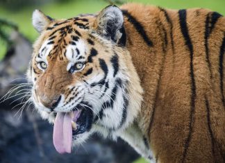 India, tigre Avni sbranò 13 persone: uccisa tra polemiche