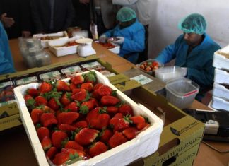 Australia, donna arrestata per aver infilato degli aghi nelle fragole