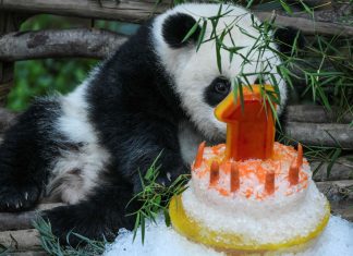 Malesia, baby panda festeggia un anno con una torta di ghiaccio e carote