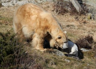 Orsi polari nei centri abitati: revocato lo stato di emergenza nelle isole russe
