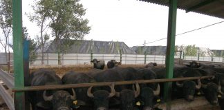 Caserta allevamento bufale