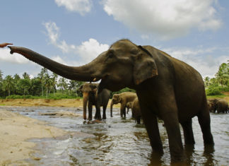 Cina, un branco di elefanti diretto verso la città di Kunming: chiuse le strade