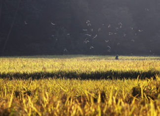 Covid, nel post pandemia italiani più attenti ad alimentazione e sport