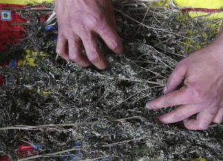 Sardegna: marijuana per un milione e mezzo di euro, arrestati 3 allevatori