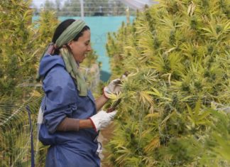 Lussemburgo, sì alla coltivazione della cannabis in casa: è il primo Paese europeo