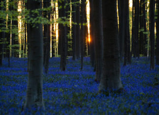 Trentino: sulle tracce del lupo, boom del turismo naturalistico
