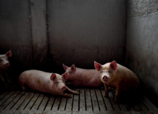 Sardegna: peste suina, abbattuti maiali in allevamento illegale