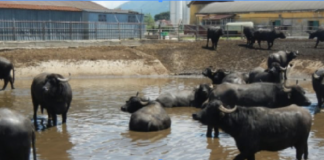 Brucellosi il bluff dei vaccini