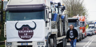 Emergenza brucellosi