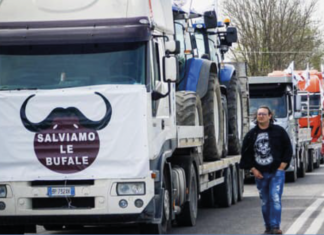 Emergenza brucellosi, gli allevatori lanciano un ultimatum alla Regione Emergenza brucellosi