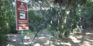 L'appello per salvare l'isolotto di vivara