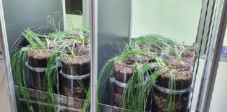 coltivare l'orto in casa