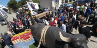 Brucellosi, Magliocca si schiera con gli allevatori