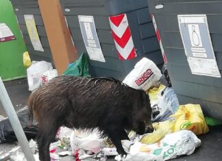 Peste suina africana a Roma, è allarme per cinghiali e maiali