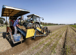 Clima: Coldiretti, con grandine e siccità oltre 3 miliardi di danni