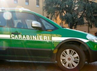 Trentino: custode forestale trovato morto, arrestato un boscaiolo