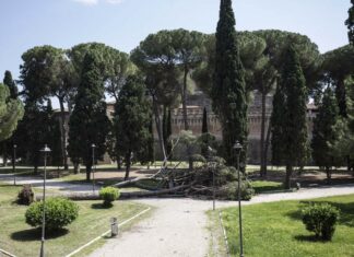 Pino cade nei giardini pubblici, sfiorata la tragedia