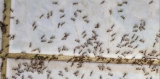 Via le formiche con aceto e spezie