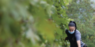 Emergenza caldo, ecco i cibi che rischiano l'estinzione