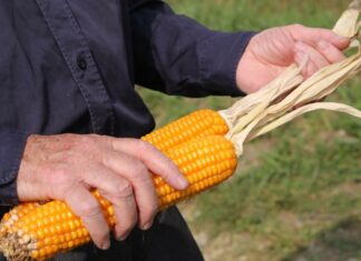 Ucraina, Coldiretti: i carichi di mais salvano le stalle italiane