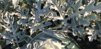 Salva i semi della frutta estiva