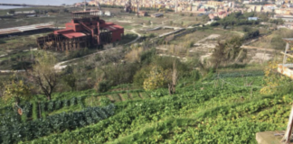 Inverno bollente, friarielli a rischio