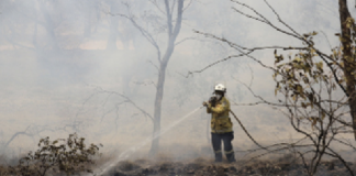 Proteggere le foreste e salvare la Terra