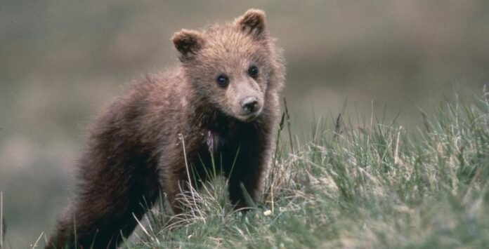 Foto Olycom/LaPresse archivio storico - stock anni 2000 immagini stock Stock - Cucciolo di orso Nella foto: Cucciolo di orso