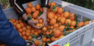 Tonnellate di erba e fumo nei container della frutta: arrestati in 7