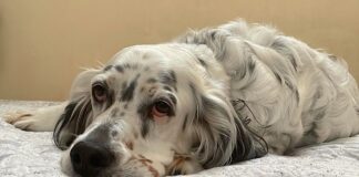 Ohana, un setter inglese