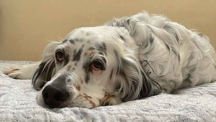 Ohana, un setter inglese