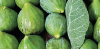 © lapressE - Mauro Scrobogna